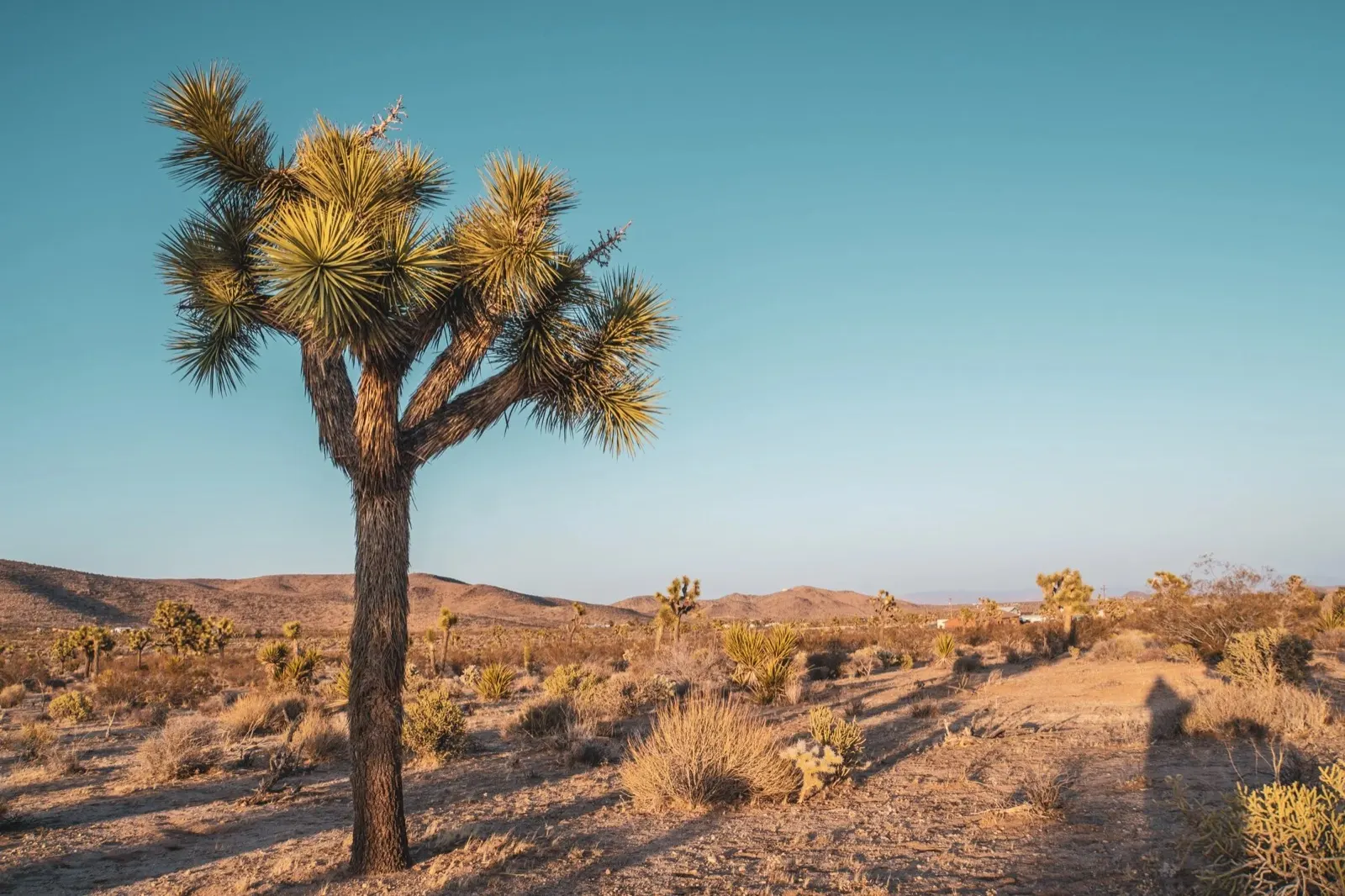 A lone Joshua tree at golden hour in the California desert, site of the Planting Seeds retreat