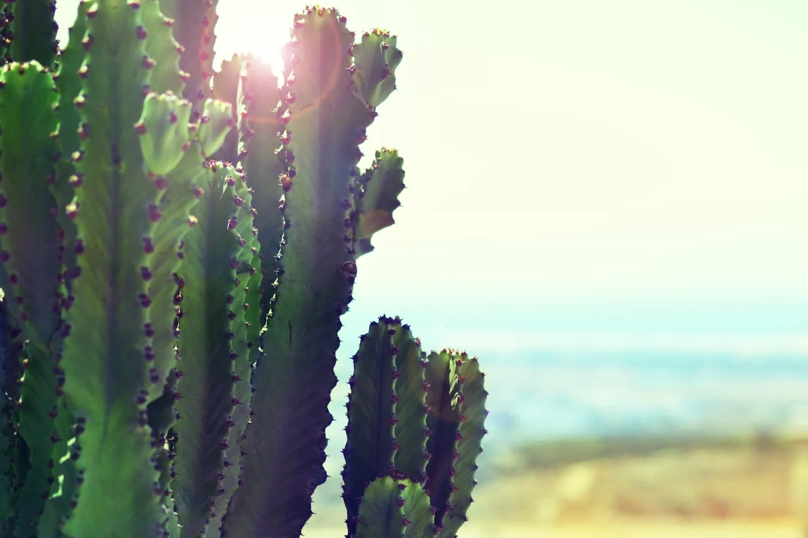 Sunlit desert cactus against a hazy sky, for the Your Luminous Nature retreat
